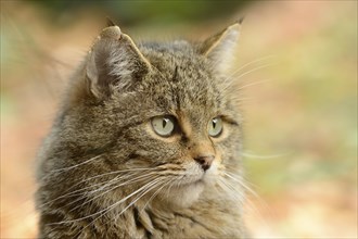 Portrait of a European wildcat (Felis silvestris silvestris) in autumn in the bavarian forest