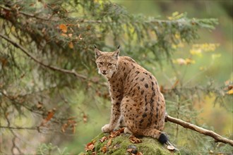 Eurasian lynx (Lynx lynx) sitting in autumn forest, Bavarian Forest National Park