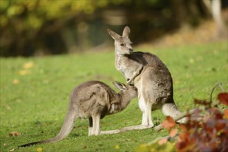 Close-up of a eastern grey kangaroo (Macropus giganteus) mother with her child in autumn