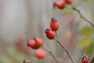 Close-up of rose hips from a dog rose (Rosa canina) in autumn