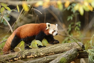 Close-up of a red panda (Ailurus fulgens) in a forest in autumn