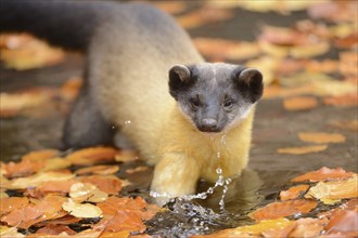 Close-up of a yellow-throated marten (Martes flavigula) in a forest in autumn