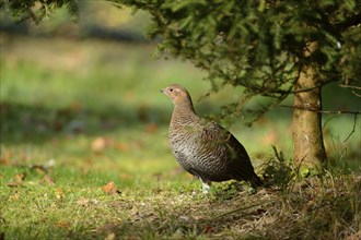 Close-up of a Black Grouse or Blackgame (Tetrao tetrix) in autumn in the bavarian forest