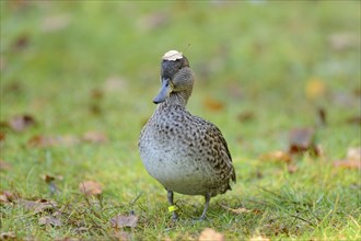 Close-up of a Eurasian Teal or Common Teal (Anas crecca) in autumn in the bavarian forest