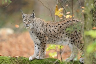 Eurasian lynx (Lynx lynx) standing in autumn forest, Bavarian Forest National Park