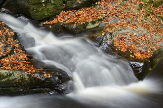 Waterfall surrounded by autumn leaves and moss-covered rocks, Bavarian Forest National Park