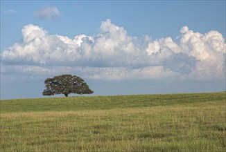 Single oak tree in an open field