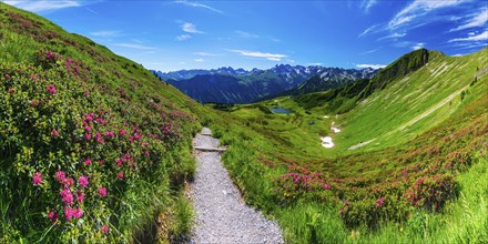 Alpine rose blossom, panorama from the Fellhorn over the Schlappoldsee and mountain station of the