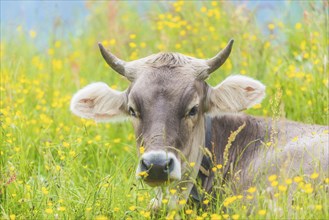 Allgäu Brown Swiss, (Bos primigenius taurus), Allgäu, Bavaria, Germany, Europe