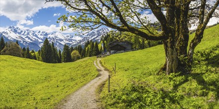 Berggasthof Hochleite, behind it the Allgäu Alps, Allgäu, Bavaria, Germany, Europe