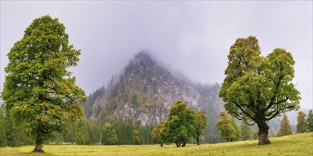 Maple trees, (Acer pseudoplataus), near the Wankerfleck, Ammergau Alps, Ostallgäu, Bavaria,