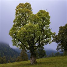 Maple trees, (Acer pseudoplataus), near the Wankerfleck, Ammergau Alps, Ostallgäu, Bavaria,