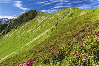 Alpine rose blossom (rhododendron) on the Fellhorn, 2038m, Allgäu Alps, Bavaria, Germany, Europe