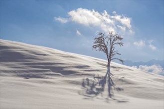 Single English oak (Quercus robur) in winter, natural landscape near Füssen, Ostallgäu, Bavaria,