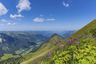 Alpendostyles (Adenostyles) and aconite (Aconitum napellus), on the Wildengundkopf, 2238m, Allgäu