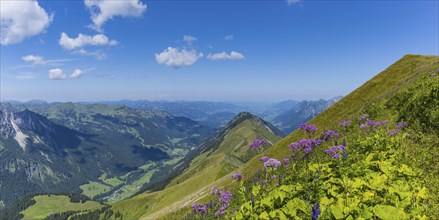 Alpendostyles (Adenostyles) and aconite (Aconitum napellus), on the Wildengundkopf, 2238m, Allgäu