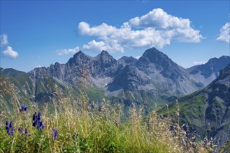 Monkshood, (Aconitum napellus), on the Wildengundkopf, 2238m, behind Grosser Krottenkopf, 2656m,