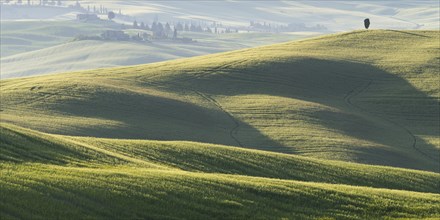 Landscape at sunrise around Pienza, Val d'Orcia, Orcia Valley, UNESCO World Heritage Site, Province