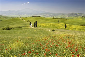 Landscape around Pienza, Val d'Orcia, Orcia Valley, UNESCO World Heritage Site, Province of Siena,