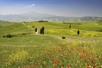 Landscape around Pienza, Val d'Orcia, Orcia Valley, UNESCO World Heritage Site, Province of Siena,