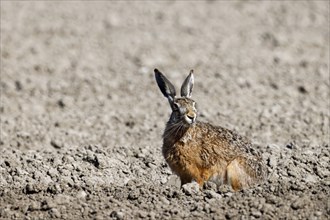 European hare (Lepus europaeus) on a freshly ploughed, vegetation-free field, North Sea coast,