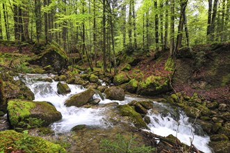 Spring at the Steigbach in the Steigbachtobel near Immenstadt in Oberallgäu, Bavaria, Germany,