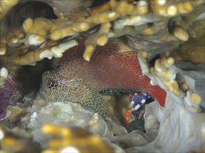 A colourful fish, leopard crested tusk (Exallias brevis), hides between net fire corals (Millepora