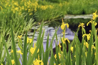 Beautiful yellow flag water irises Iris pseudoacorous surround a pond in the spring time