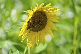 Sunflower (Helianthus annus), Lower Rhine, North Rhine-Westphalia, Germany, Europe