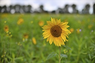 Sunflower (Helianthus annus), Lower Rhine, North Rhine-Westphalia, Germany, Europe