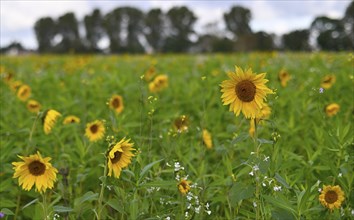 Sunflower (Helianthus annus), Lower Rhine, North Rhine-Westphalia, Germany, Europe