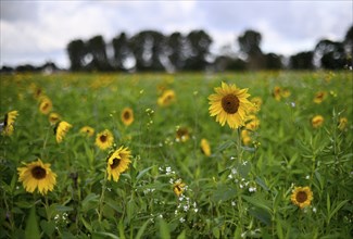 Sunflower (Helianthus annus), Lower Rhine, North Rhine-Westphalia, Germany, Europe