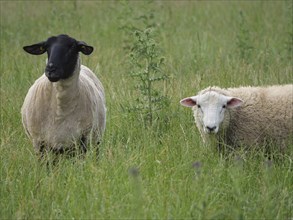 A black sheep and a white sheep standing close together in a green pasture, Borken, North