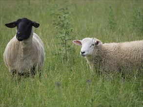 A black sheep and a white sheep standing next to each other on a green meadow, Borken, North