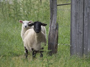 Two sheep, one white and one black, standing side by side in a meadow next to a fence, Borken,