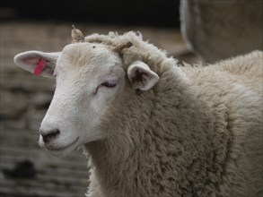 White sheep with ear tag and closed eyes, Borken, North Rhine-Westphalia, Germany, Europe