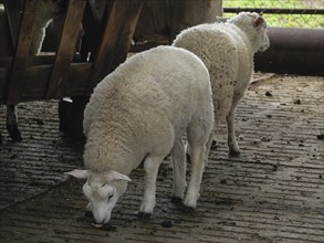 Two sheep in a stable, one eating from the ground, the other standing next to it, Borken, North
