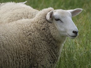 Two white sheep with thick coats standing close to each other in a green pasture, Borken, North