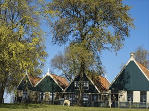 Cosy houses with red roofs and green facades under tall trees, peaceful spring atmosphere with