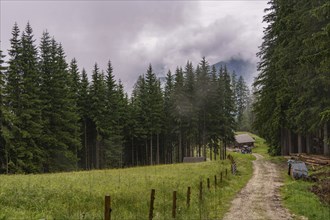 A rural path leading to a farm surrounded by green meadows and forest, Gosau, Austria, Europe