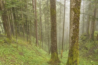 A misty forest with tall trees and green undergrowth creates a mysterious atmosphere, Gosau,