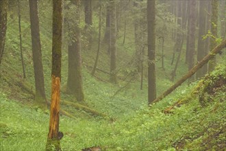 A foggy forest path stretches between tall, moss-covered trees through a green undergrowth, Gosau,