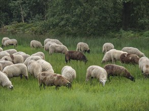 Sheep grazing peacefully on a green meadow in front of a dense forest background, haaksbergen, .