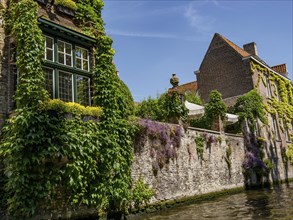 Historic building covered with ivy and climbing plants, with windows and partly cloudy sky, Bruges,