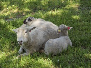 A sheep rests in the grass with two lambs at its side, in a peaceful pasture landscape, Eidfjord