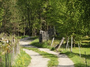 A winding path, lined with trees and fences, leads through a green, blooming landscape, Eidfjord
