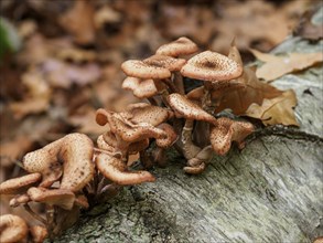 Several mushrooms nestling on a tree trunk, surrounded by autumn leaves and forest, Bocholt,