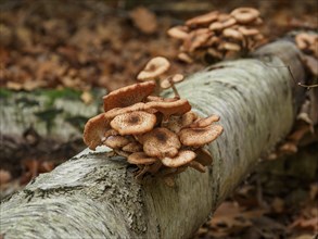 Mushrooms growing in groups on a lying tree trunk, surrounded by dry autumn leaves and forest