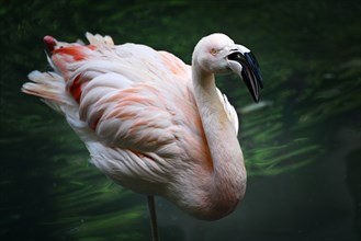 Portrait of greater flamingo (Phoenicopterus roseus), captive