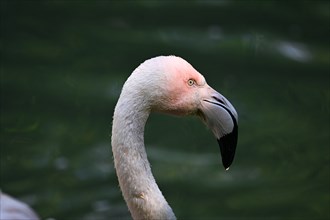 Close up portrait of greater flamingo (Phoenicopterus roseus), captive